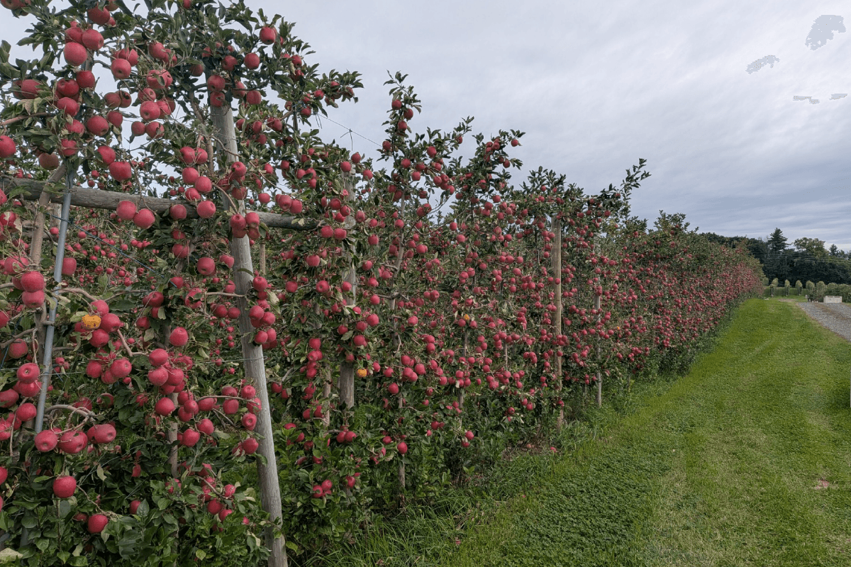 SnapDragon Apples Target More Retail Space Following 18% Sales Growth