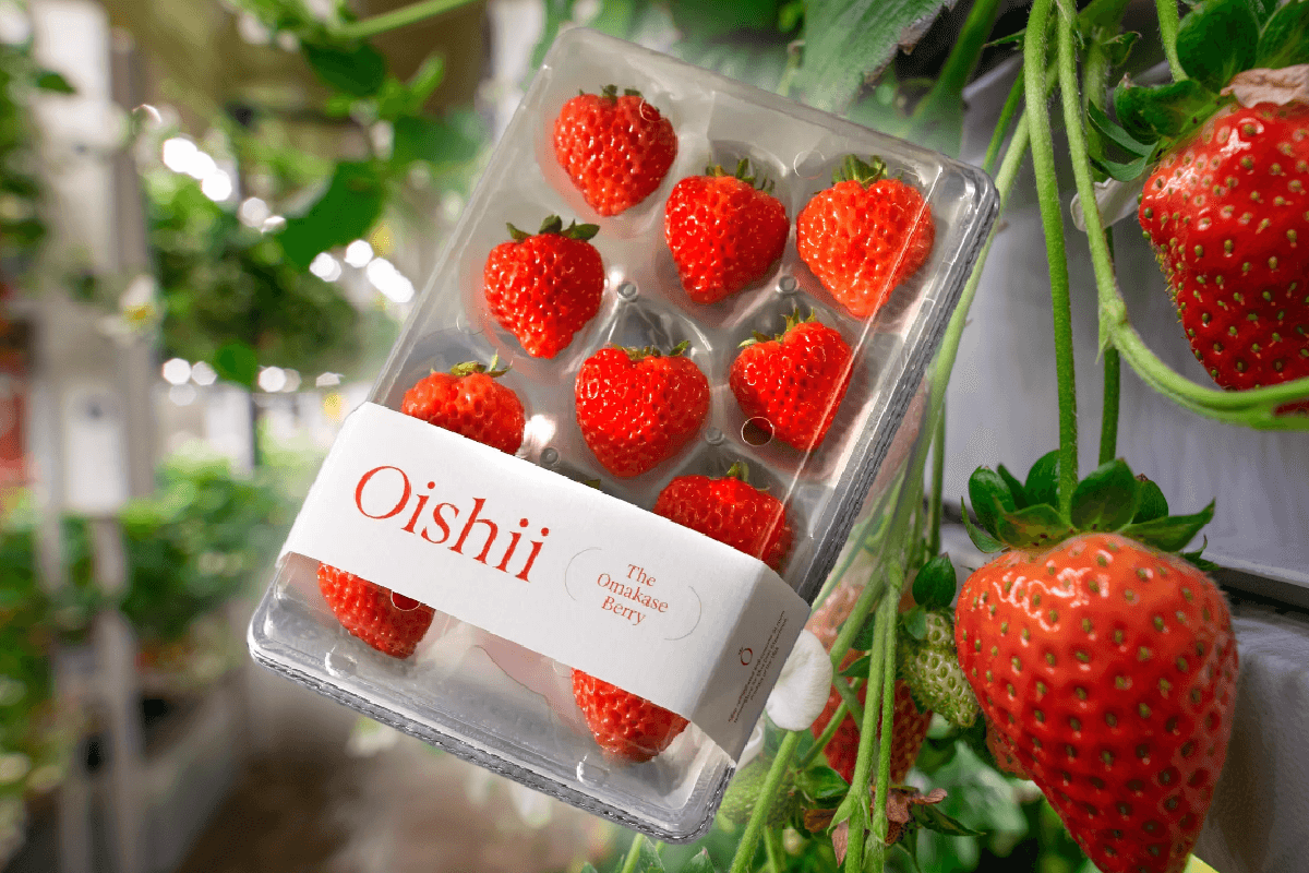 Oishii Doubles Retail Footprint as Indoor-Grown Strawberries Reach 500 Stores