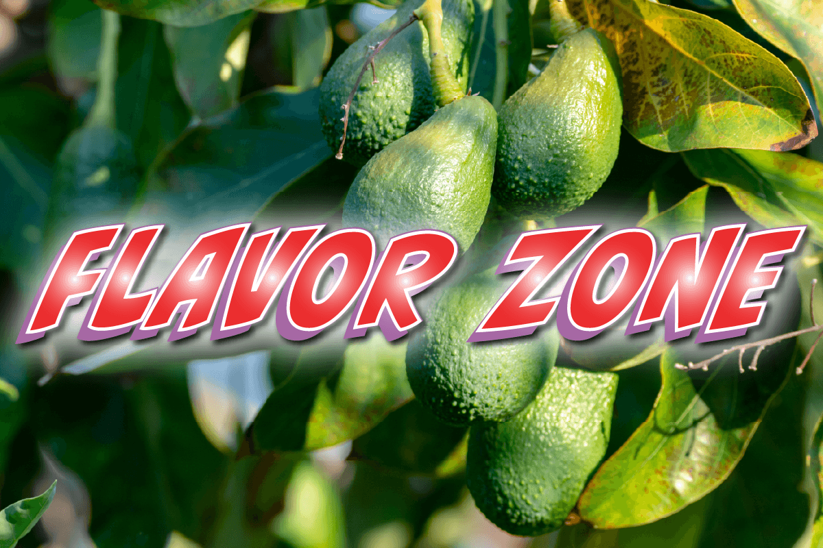 WELCOME TO THE PRODUCE FLAVOR ZONE: What does an Avocado taste like?
