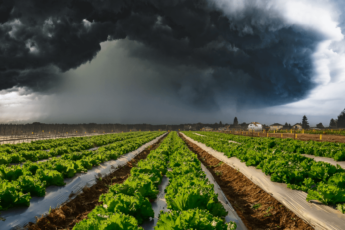 Storm damage to lettuce