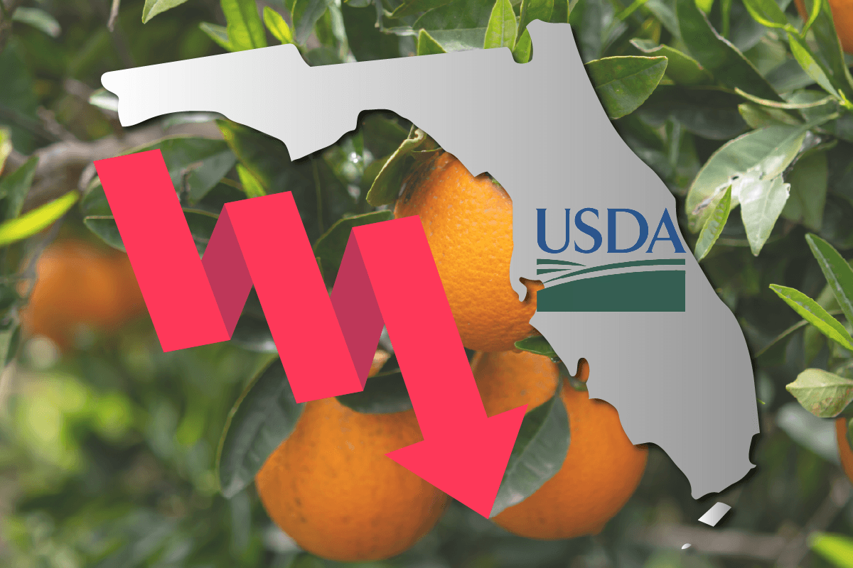 USDA Forecasts Florida Orange Decrease