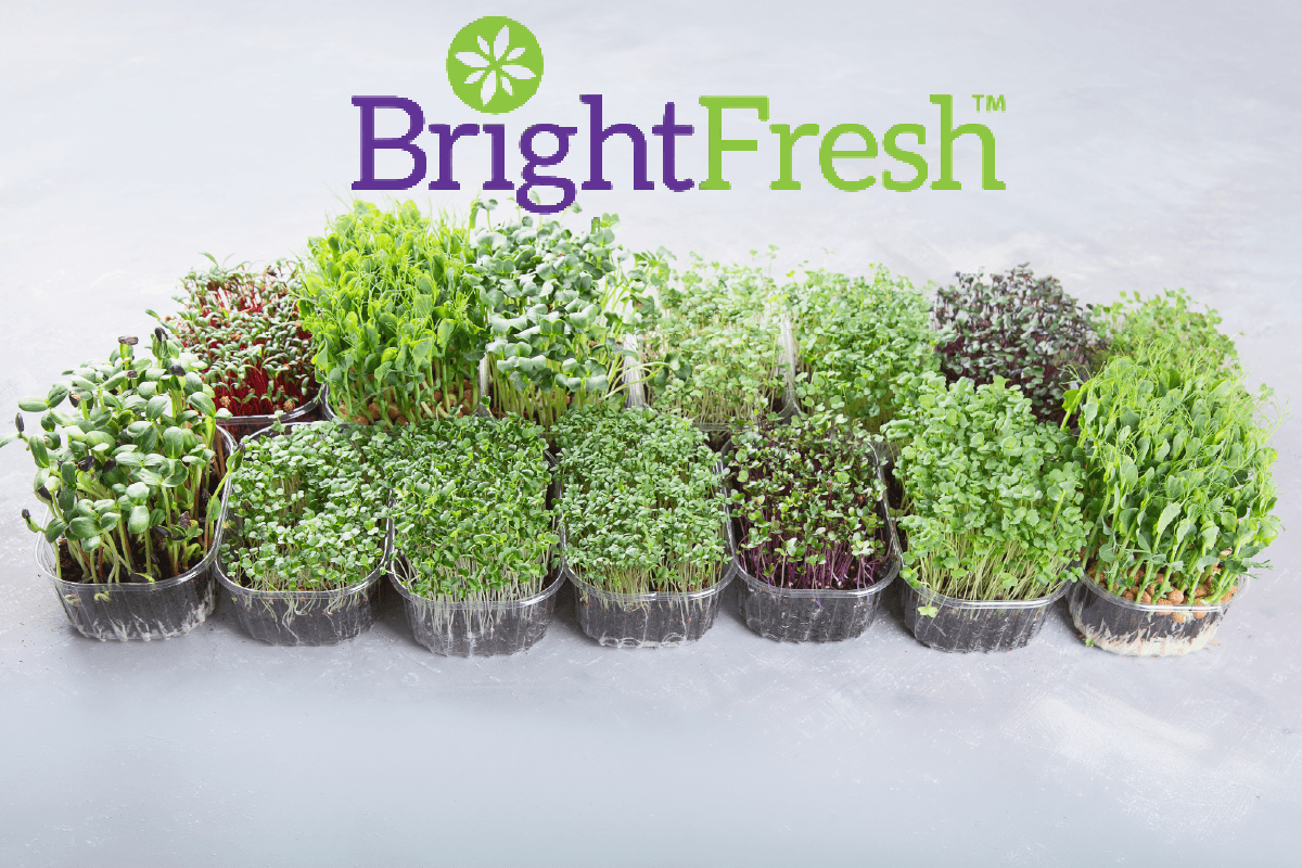 BrightFresh Looks to Bring Microgreens Into Everyday Produce Shopping