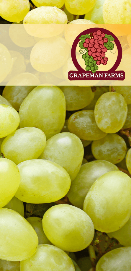 left Page Takeover Ad